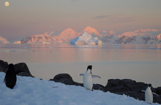 Pingüinos y una foca en la Península Antártica.