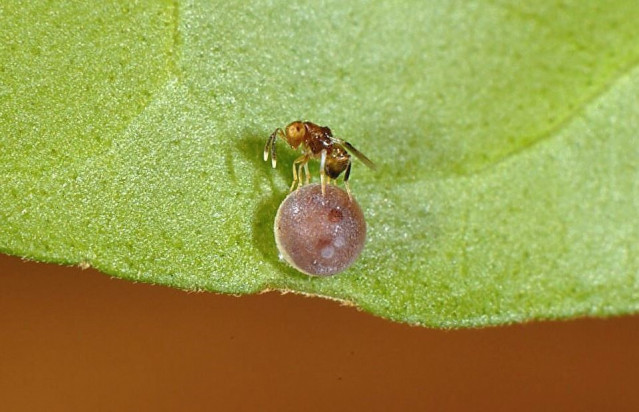 Las pruebas de ADN ayudaron a confirmar que la avispa parasitoide Ooencyrtus pitosina era una especie por derecho propio.