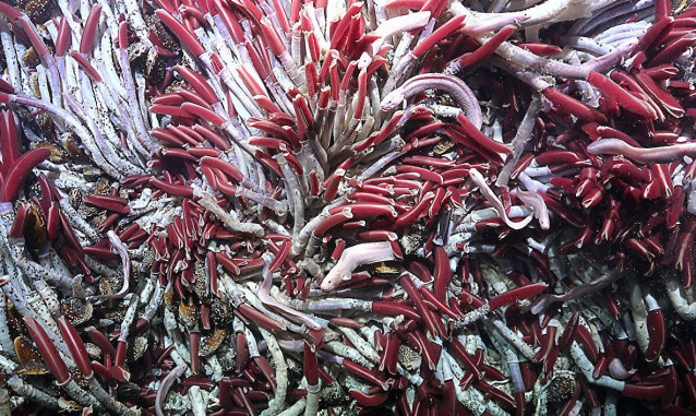Un gran grupo de gusanos tubulares en Fava Flow Suburbs, un sitio en la Dorsal del Pacífico Oriental a 2.500 metros de profundidad.