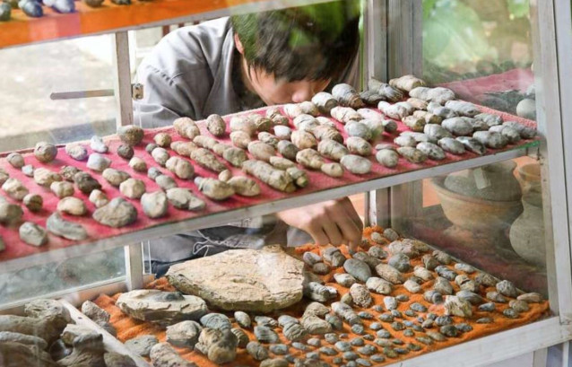 Coprolitos recolectados en la aldea de Nong Yakong, provincia de Chaiyaphum, Tailandia.