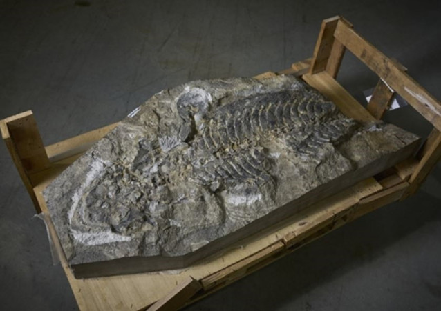 Arenaerpeton se parece mucho a la salamandra gigante china moderna.