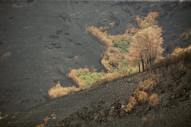Archivo - Algunos árboles sobresalen entre la ceniza en una zona arrasada por el fuego, a 16 de agosto de 2022, en O Courel, Lugo, Galicia (España).