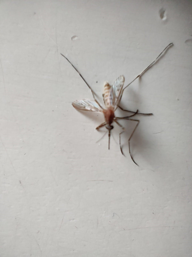Archivo - Mosquito