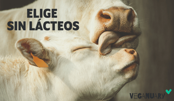 Elige Sin Lau00eccteos