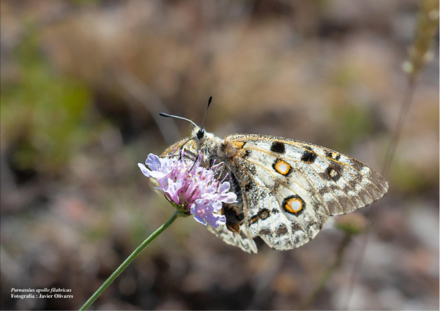 Archivo - Mariposa apolo.