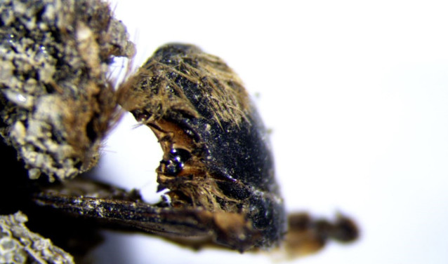 Imagen tomada con lentes binoculares, correspondiente a los detalles del dorso del ejemplar. Este ejemplar fue extraído del sedimento que llenaba un capullo.