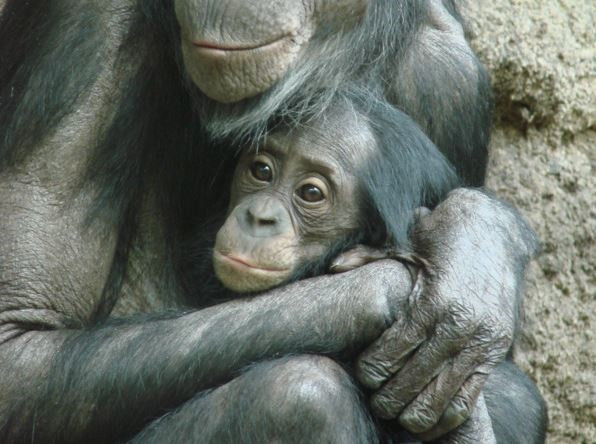 Una madre bonobo con su cría