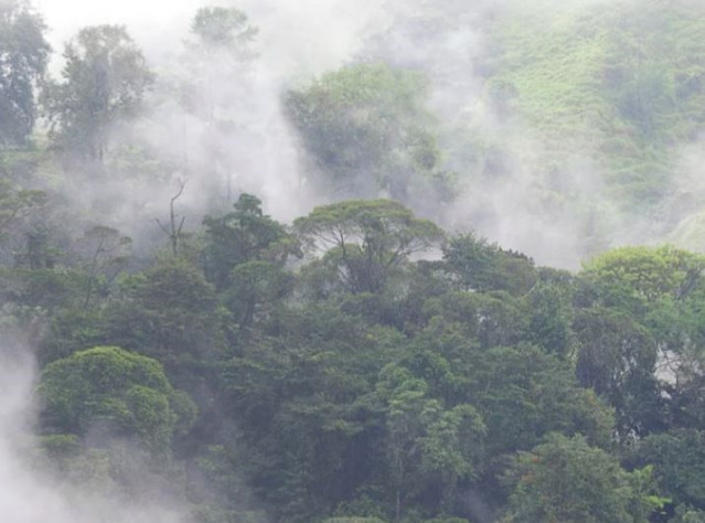 Bosque tropical húmedo