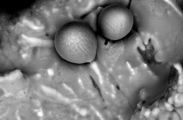 Esferulas recogidas en el Pacífico del objeto IM1