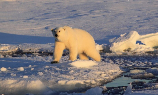 Un oso polar fotografiado en el Mar de Groenlandia en septiembre de 2012.