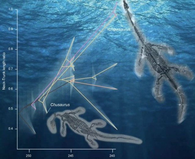 Imagen que muestra tasas rápidas de evolución y los especímenes.