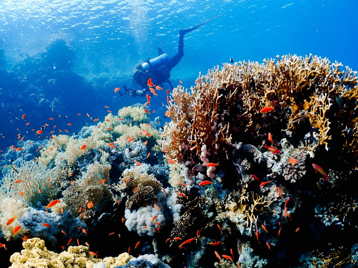 Buceo