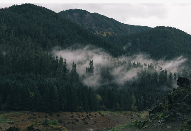 Formación de nubes sobre un bosque