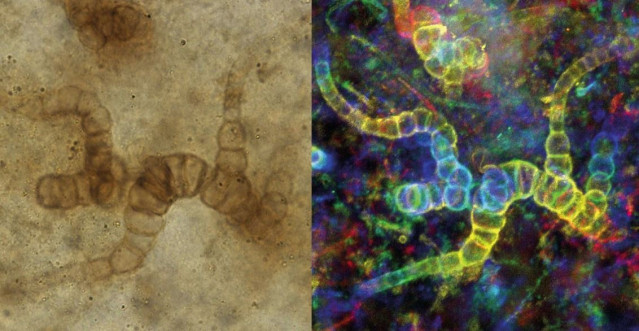 Nuevos fósiles de la cianobacteria Langiella scourfieldii están ayudando a los científicos a comprender mejor cómo la vida microbiana colonizó la tierra.