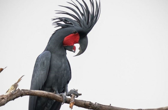 Cacatúa de la palma golpeando una rama