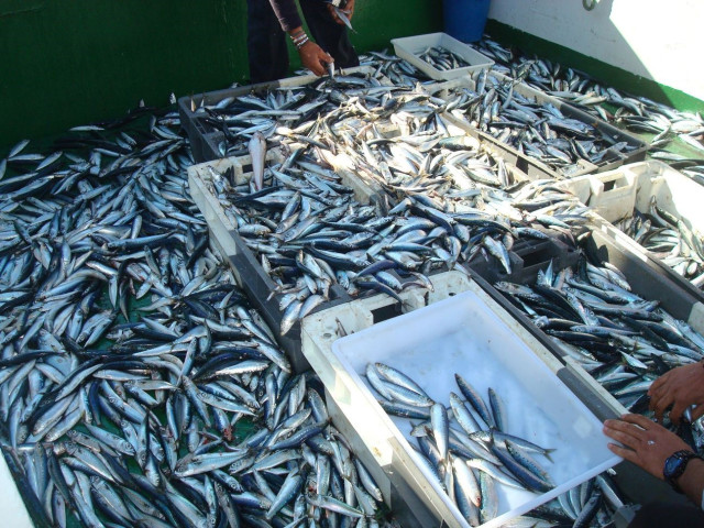 Archivo - Captura de pequeños peces pelágicos.