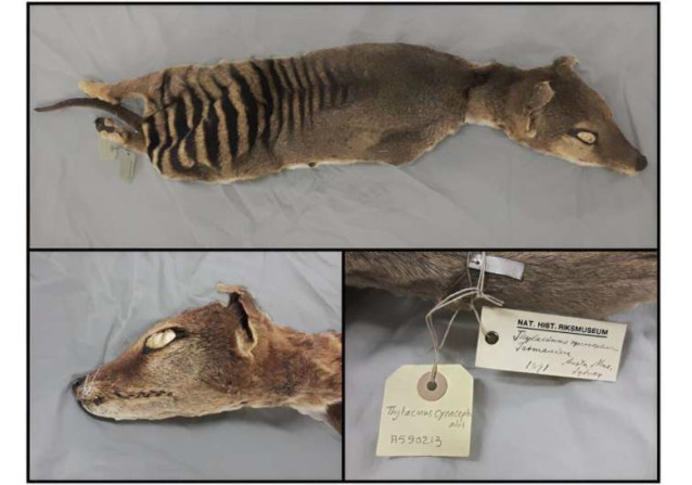Spécimen de tigre de Tasmania utilizado en el estudio y conservado en desecación a temperatura ambiente en el Museo Nacional de Historia de Suecia en Estocolmo'.