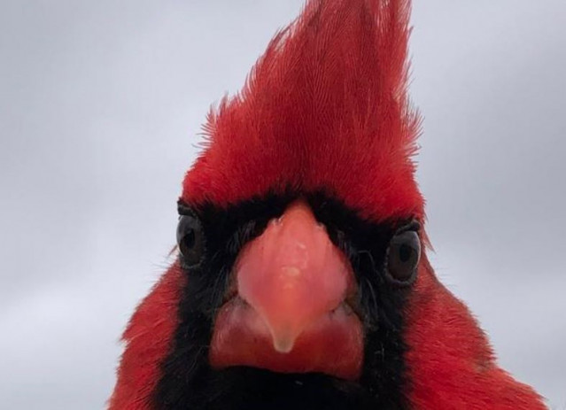 Ppájaros cantores, incluido el cardenal norteño (en la foto), que viven todo el año en el centro urbano de San Antonio, Texas, tenían ojos aproximadamente un 5% más pequeños que los miembros de la misma especie de las afueras menos luminosas