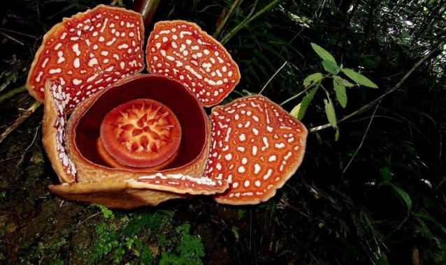 Rafflesia