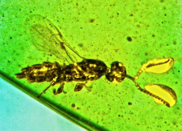 Investigadores de fósiles han descubierto un nuevo género y especie de pequeña avispa con una misteriosa estructura bulbosa al final de cada antena.