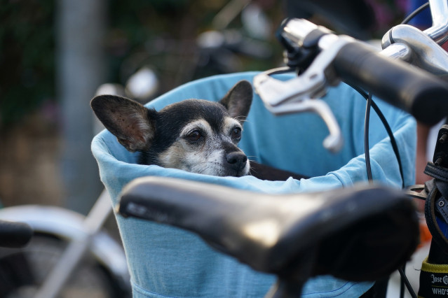 Varias personas pasean sus mascotas por las calles de la capital, donde el próximo viernes entrerá en vigor La Ley de Protección y Bienestar Animal en España, que es más restrictiva que la anterior. Establece sanciones para quienes no notifiquen en 6 mese