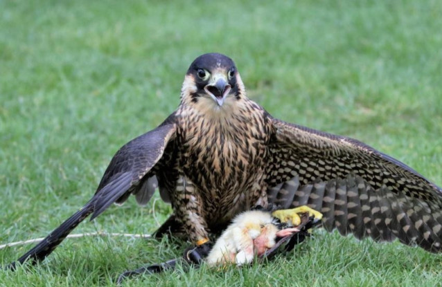 Halcón peregrino cazando