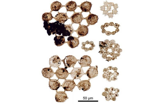 Plancton fósil de hace 500 millones de años. Estas diminutas algas miden mucho menos de un milímetro.