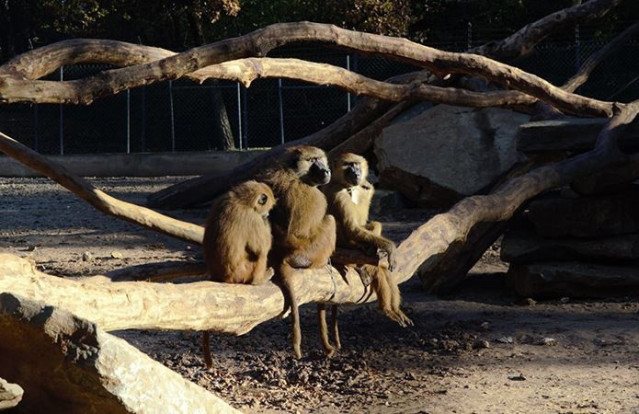Babuinos de Guinea (Papio papio) de la estación de Primatologie de Rousset.