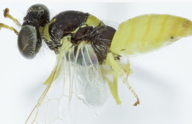Macho de Xanthesma (Xenohesma) brachycera.