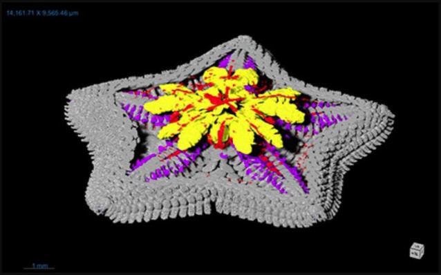 Exploración por micro-CT de una estrella de mar