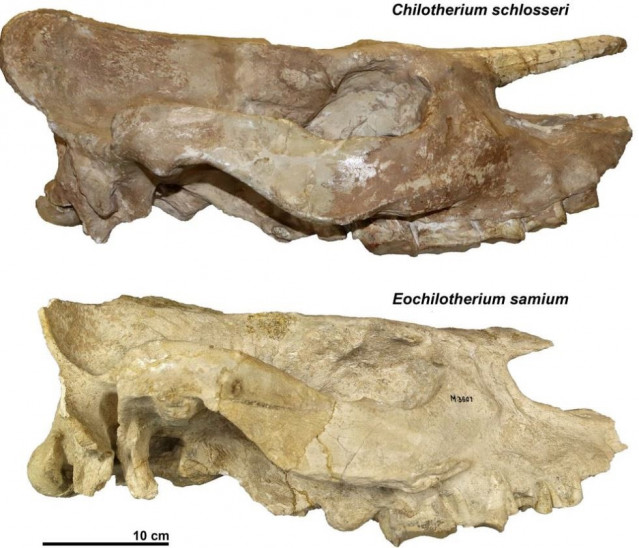 A partir de estos cráneos se redefinieron las relaciones entre las especies de rinocerontes sin cuernos.
