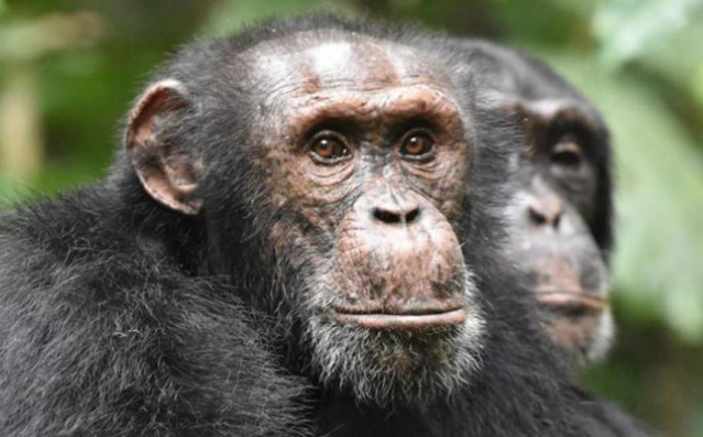 Chimpancé
