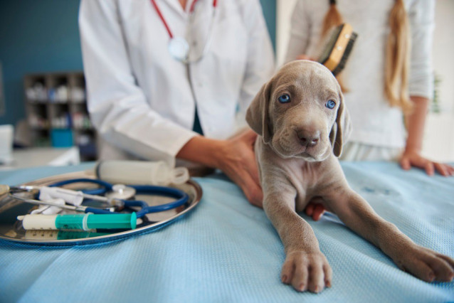 Archivo - Perro en el veterinario