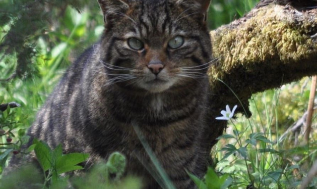 Gato en la naturaleza