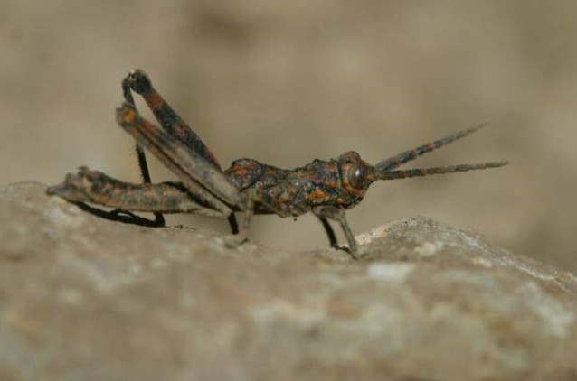 Especie de saltamontes