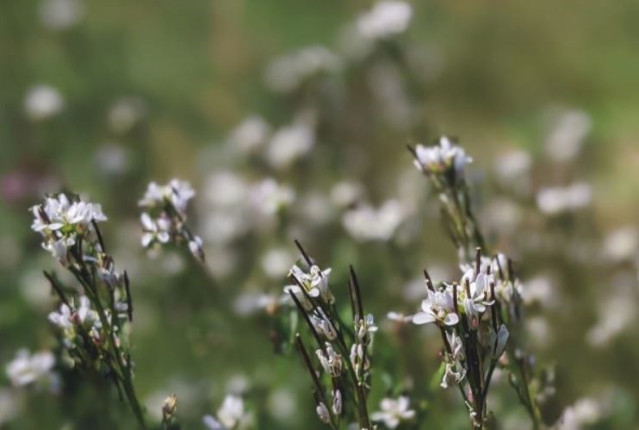 Arabidopsis thaliana