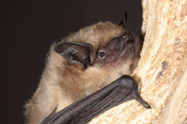 Foto de un murciélago serotino.