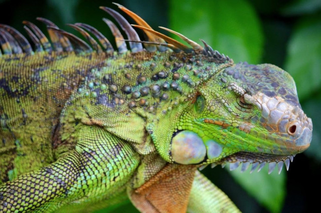 Lagarto