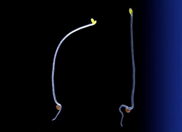 Plántulas De Arabidopsis Thaliana De Tipo Salvaje (Izquierda) Y Mutante (Derecha) Con Luz Proveniente De La Derecha. El Mutante No Reacciona A La Fuente De Luz.