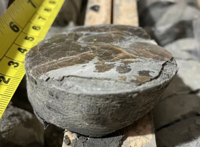 Una muestra central de sedimentos de aproximadamente 201 millones de años de antigüedad que muestra el caparazón de un animal que vivió en el fondo marino poco después de la extinción masiva global del Triásico-Jurásico.