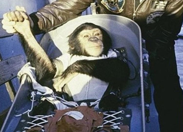 Chimpancé Enos