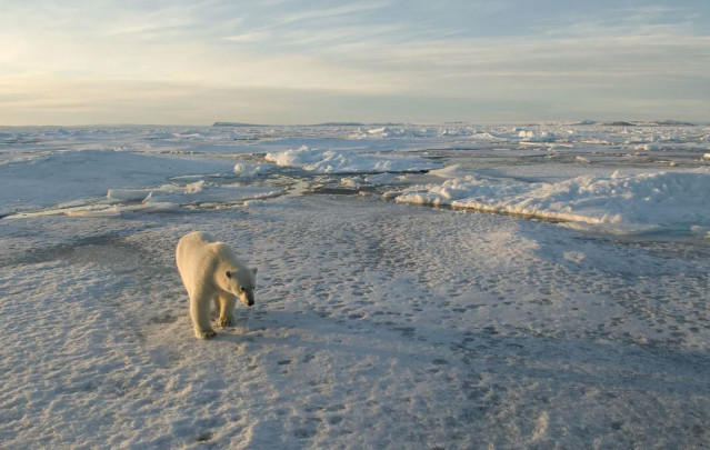 Oso polar