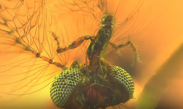 Vista ventral de la cabeza de Libanoculex intermedius gen. Y sp. Nov., holotipo, bajo un microscopio compuesto normal