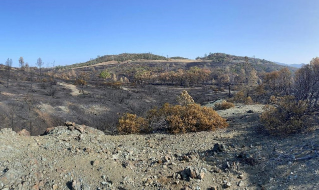 Chaparral quemado en la Reserva Natural McLaughlin en 2020.