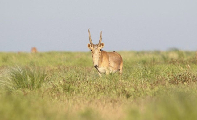 Macho de antílope saiga