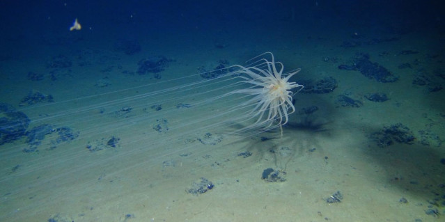Archivo - Una incipiente 'fiebre del oro' de la minería en los fondos marinos podría provocar daños sin precedentes a los frágiles ecosistemas de aguas profundas