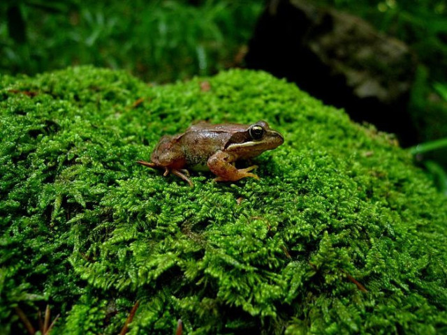 Archivo - Un ejemplar de rana pirenaica, especie en peligro de extinción, incluida en el Listado Aragonés de Especies Amenazadas