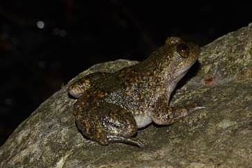 Ejemplar de 'barbourula busuagensis'