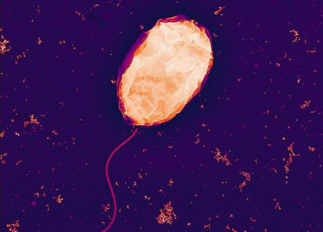 Los investigadores han modificado genéticamente la bacteria Vibrio natriegens para ayudar a procesar elementos de tierras raras.