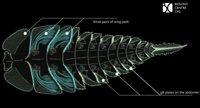Reconstrucción de la larva de K. Brauneri, basada en todos los especímenes fósiles descubiertos.